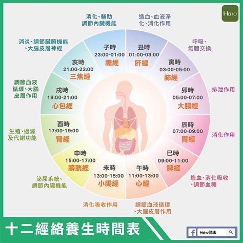 十二經絡養生時間表 虎鼻面相